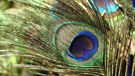 Close-up-of-eye"-on-peacock-feather.